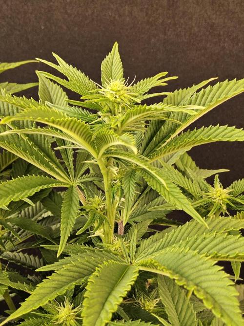 The Truffle of MSNL. Week 9