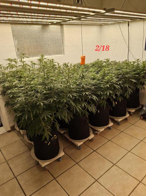 The Truffle of MSNL. Week 9