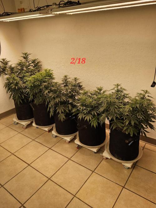 The Truffle of MSNL. Week 9