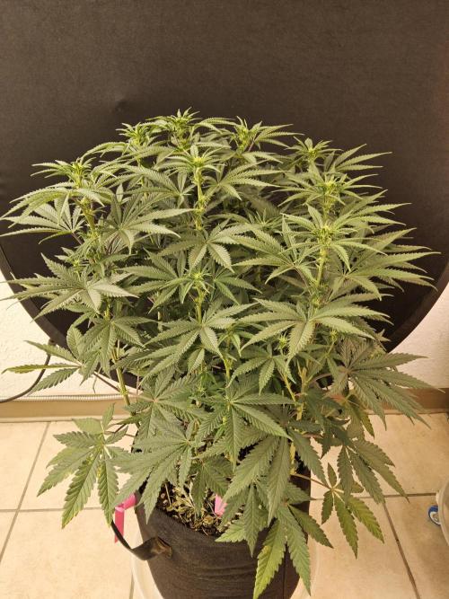 Freaky Cheese. Week 10