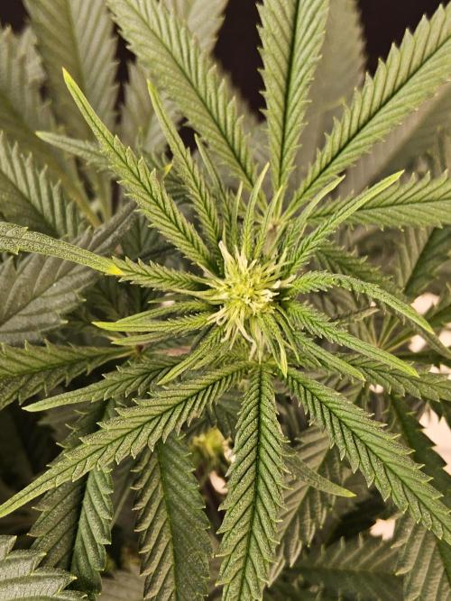 Freaky Cheese. Week 10