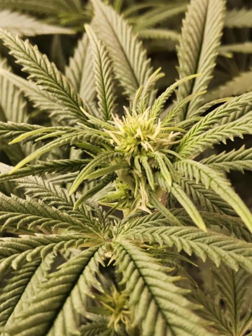 Freaky Cheese. Week 10