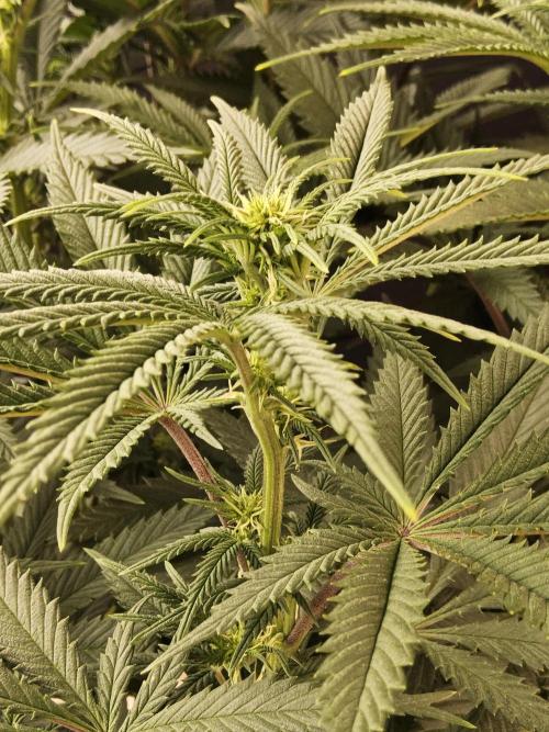 Freaky Cheese. Week 10