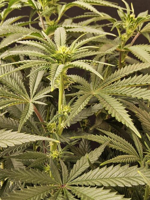 Freaky Cheese. Week 10