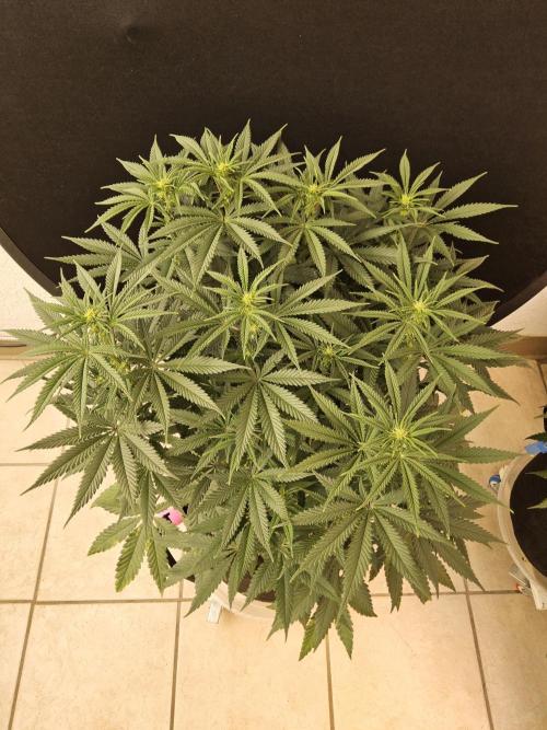 Freaky Cheese. Week 10