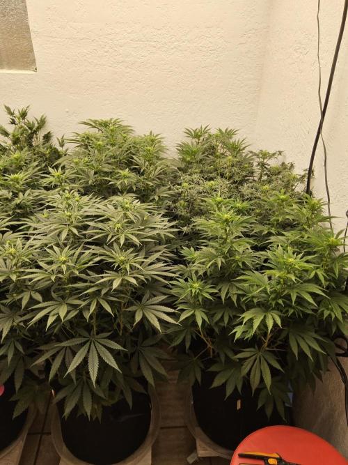 Freaky Cheese. Week 10