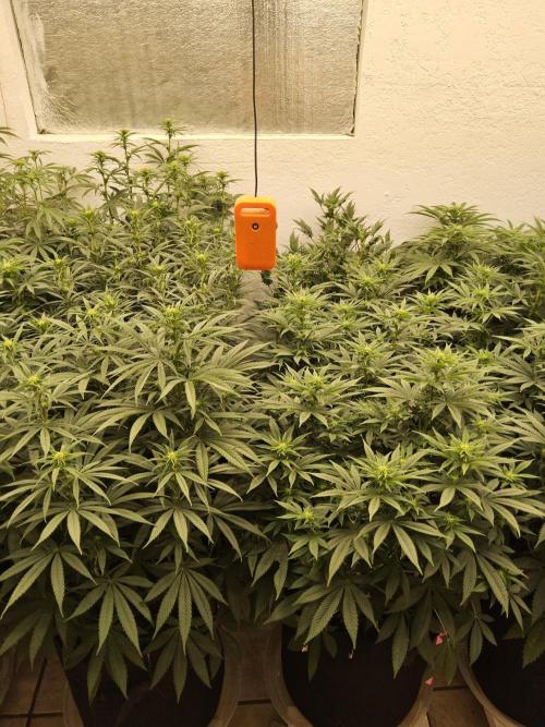 Freaky Cheese. Week 10