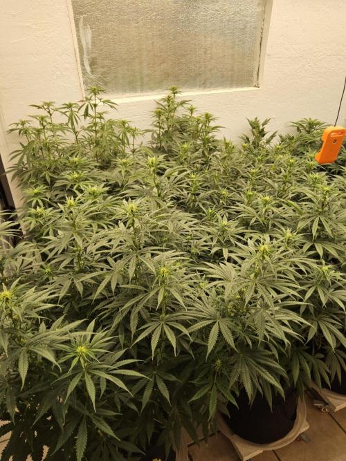 Freaky Cheese. Week 10