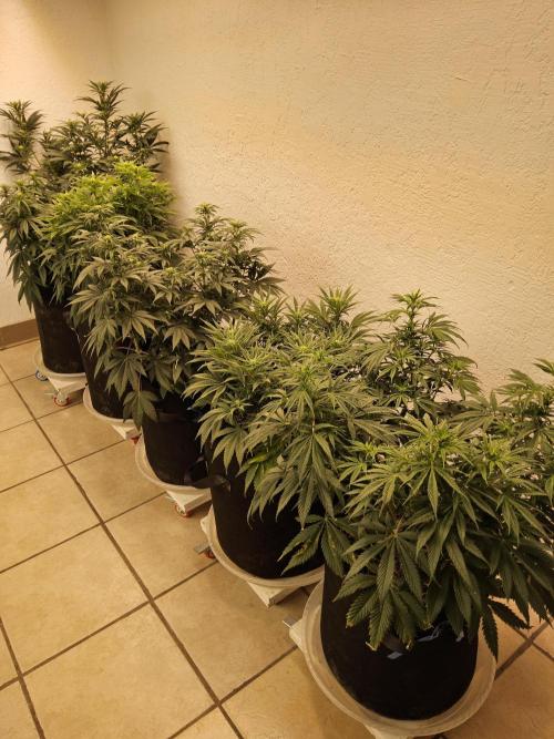 Freaky Cheese. Week 10