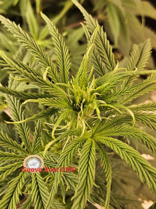 Sweet Guava Root. Week 10