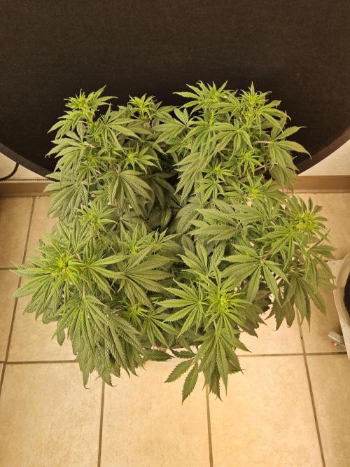 Sweet Guava Root. Week 10