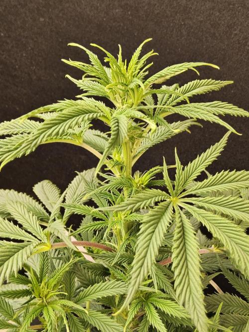 Sweet Guava Root. Week 10