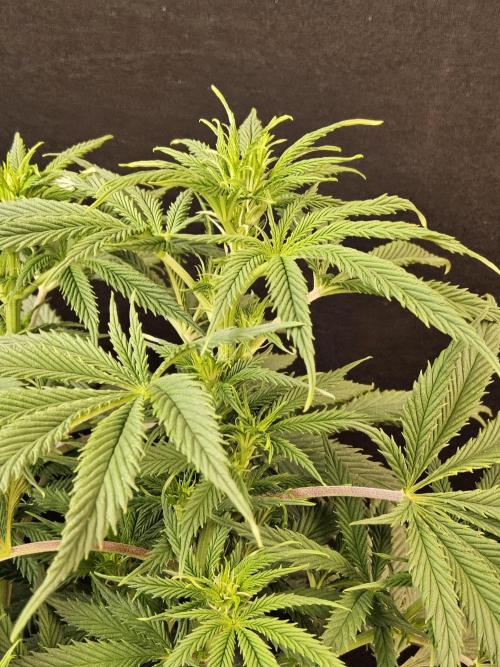 Sweet Guava Root. Week 10