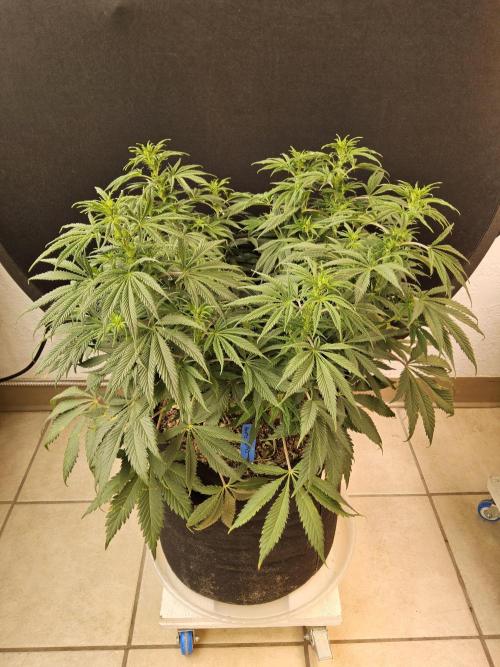 Sweet Guava Root. Week 10