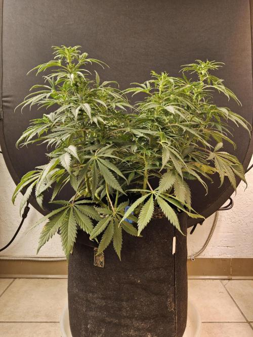 Sweet Guava Root. Week 10
