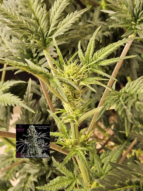 Freaky Croco. Week 10