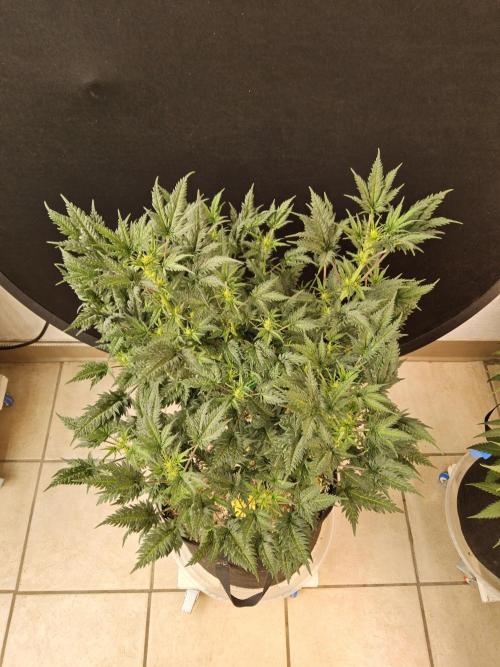 Freaky Croco. Week 10