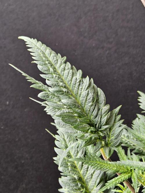 Freaky Croco. Week 10