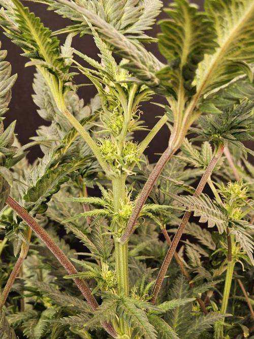 Freaky Croco. Week 10