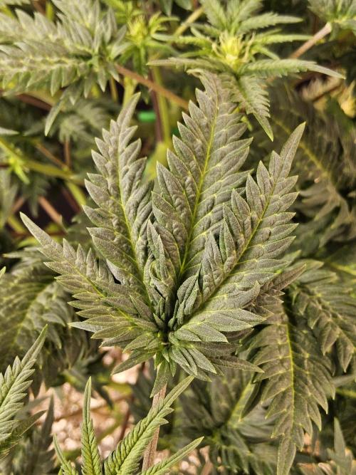 Freaky Croco. Week 10