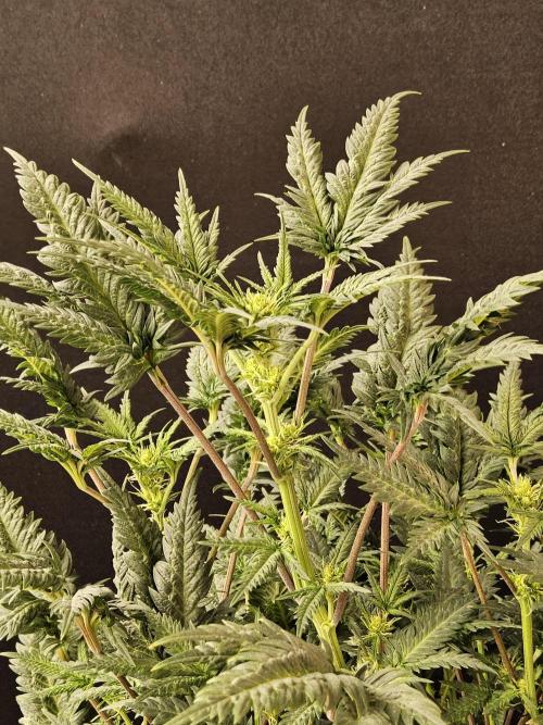 Freaky Croco. Week 10