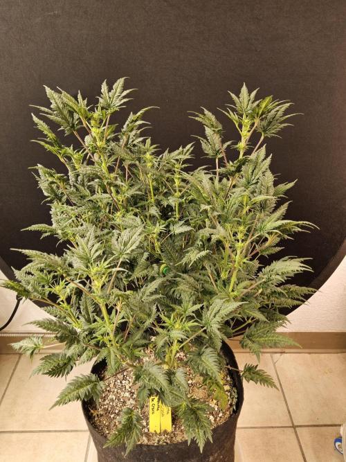 Freaky Croco. Week 10