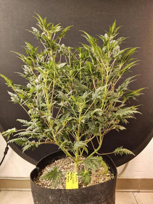 Freaky Croco. Week 10