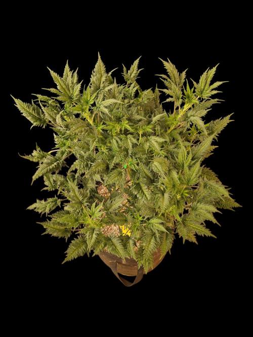 Freaky Croco. Week 10