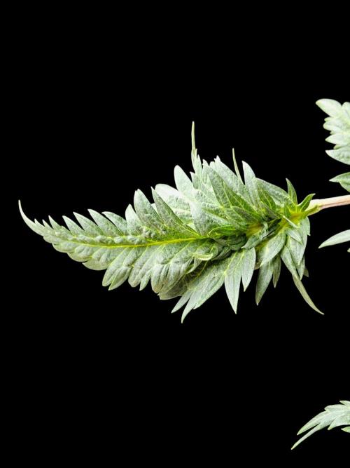 Freaky Croco. Week 10