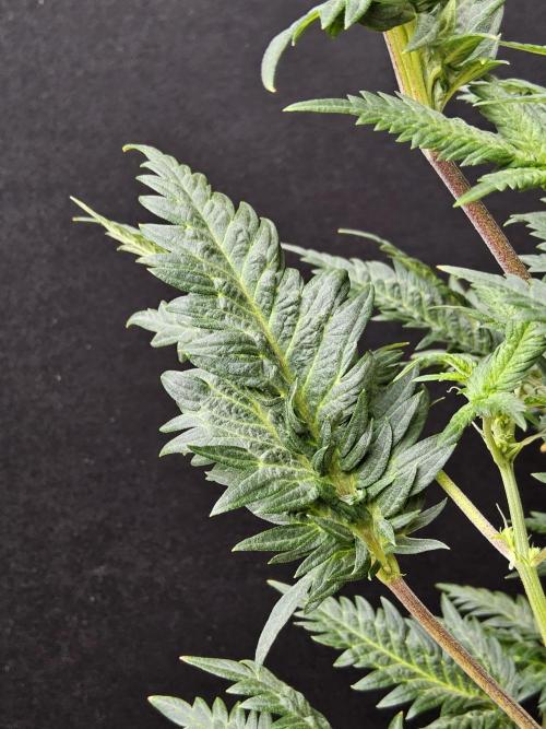 Freaky Croco. Week 10