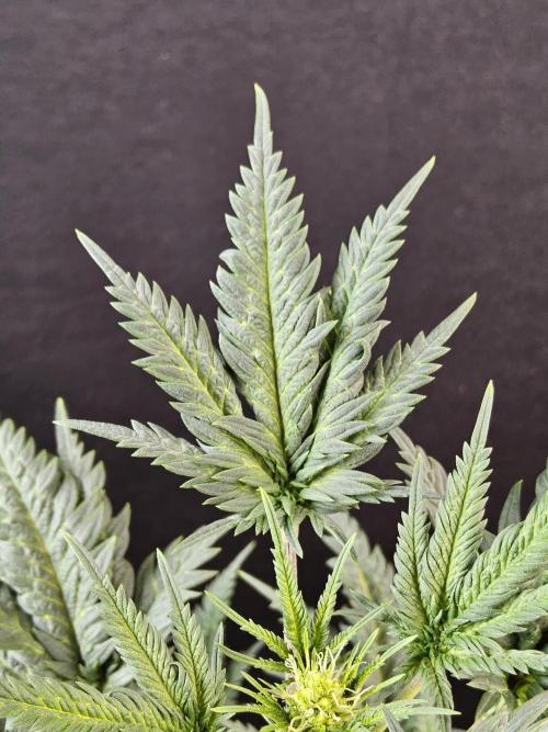 Freaky Croco. Week 10