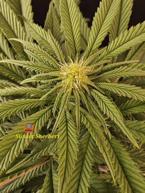 A Kannabian Sunset. Week 10