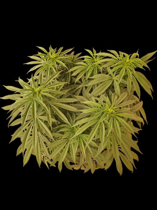 A Kannabian Sunset. Week 10