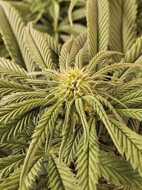 A Kannabian Sunset. Week 10