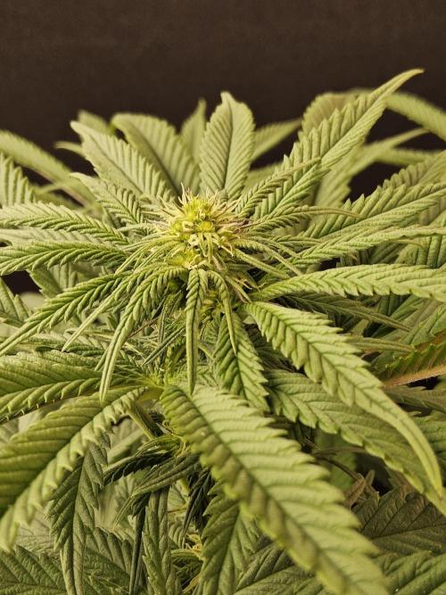 A Kannabian Sunset. Week 10