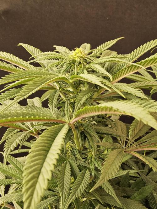 A Kannabian Sunset. Week 10