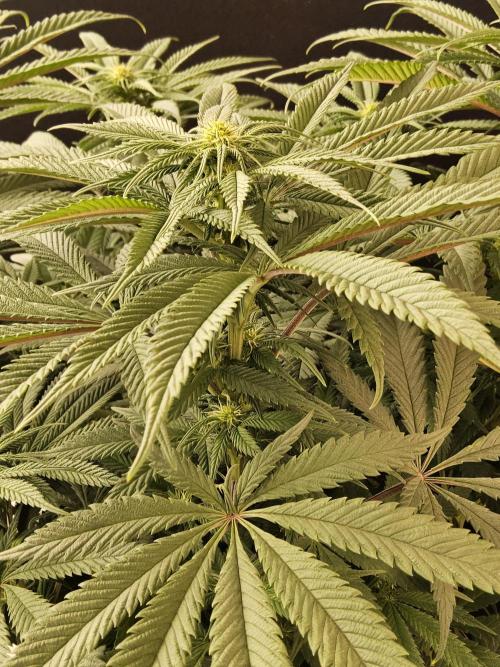 A Kannabian Sunset. Week 10