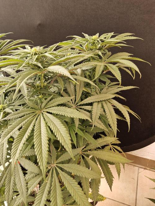 A Kannabian Sunset. Week 10