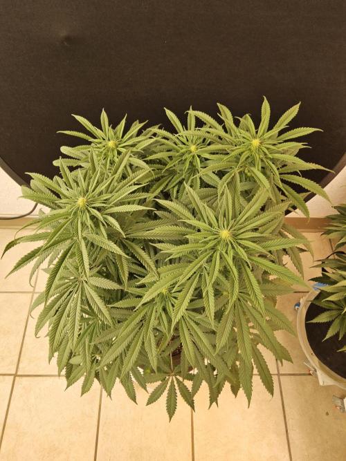 A Kannabian Sunset. Week 10