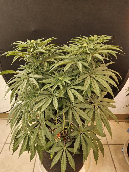 A Kannabian Sunset. Week 10