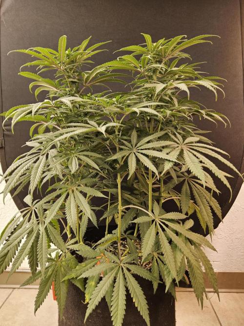 A Kannabian Sunset. Week 10