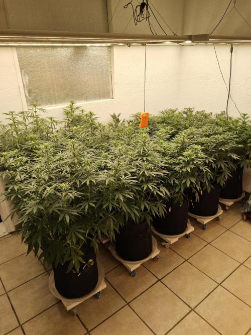 A Kannabian Sunset. Week 10