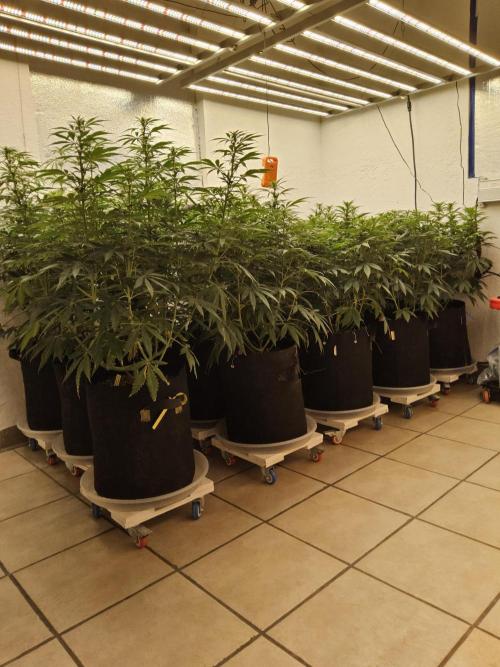 A Kannabian Sunset. Week 10