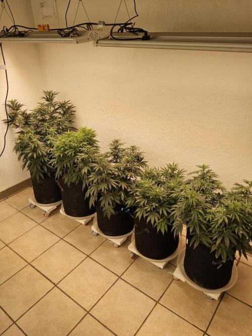 A Kannabian Sunset. Week 10