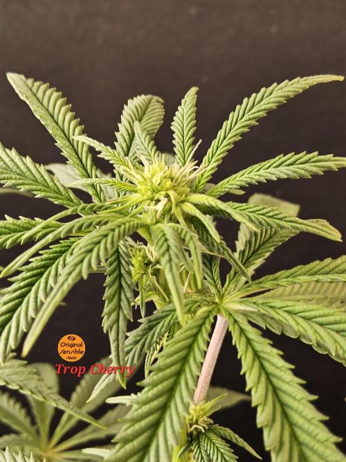 Very Cherry. Week 10