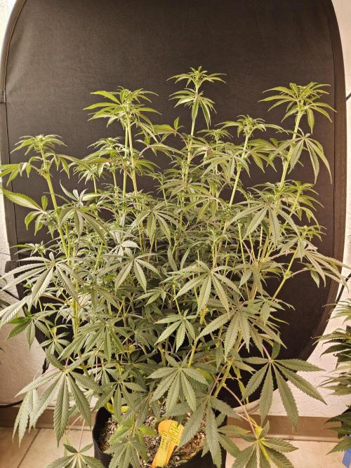 Very Cherry. Week 10