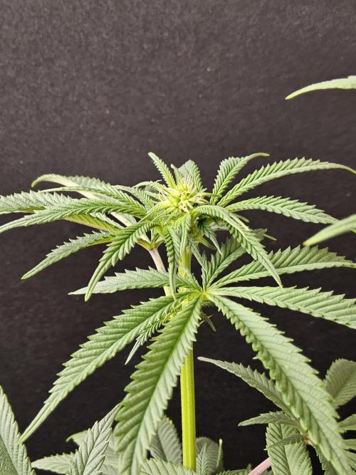 Very Cherry. Week 10