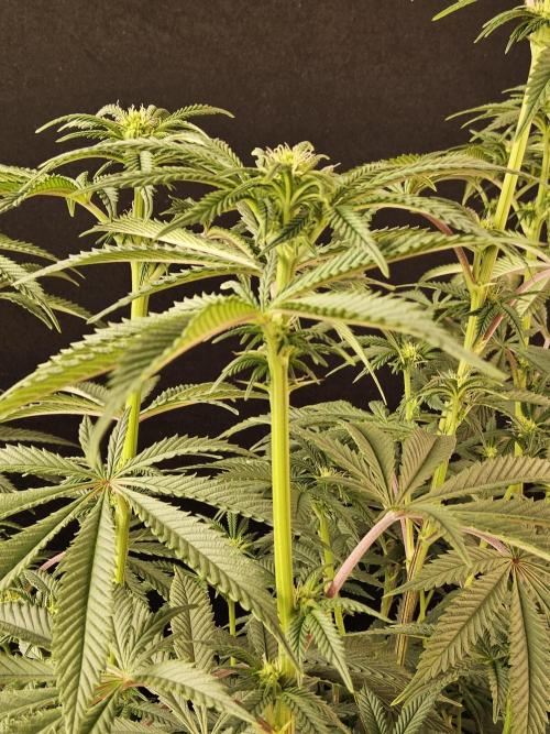Very Cherry. Week 10