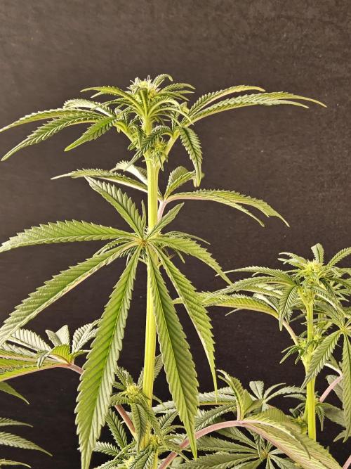 Very Cherry. Week 10