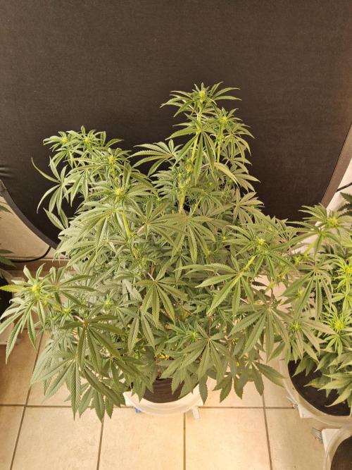 Very Cherry. Week 10
